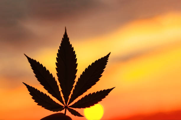 Sunlight Grown Medical Cannabis 1