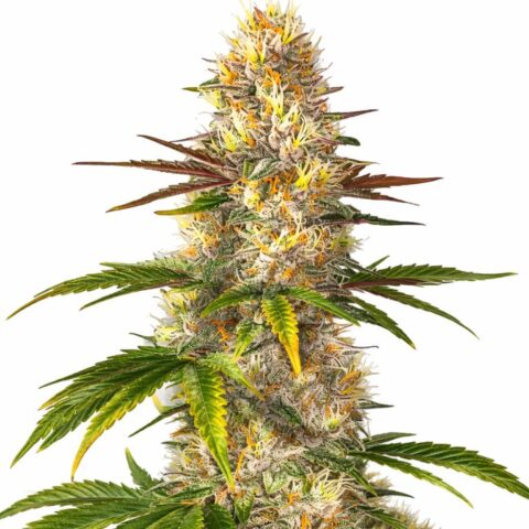 Sunrise Cannabis Seeds