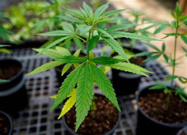 Super Cheese growing