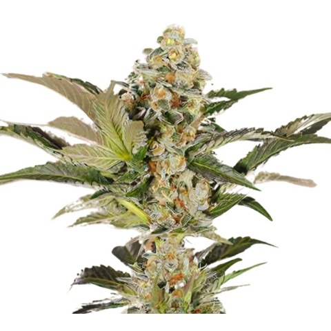 Super Blue Dream Cannabis Seeds