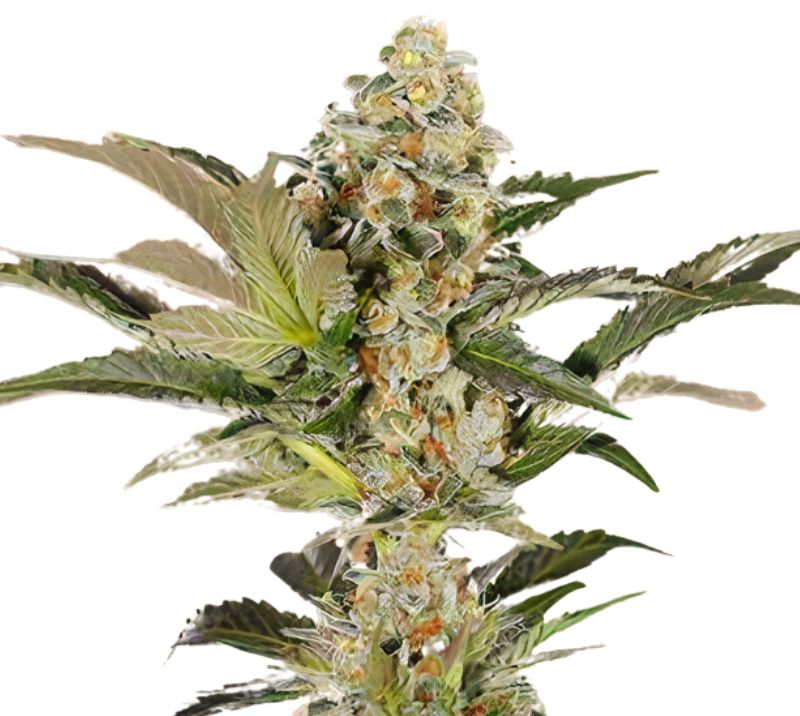 Super Blue Dream Cannabis Seeds