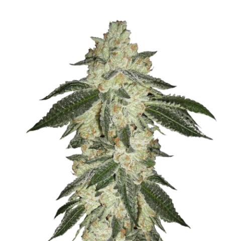 Super Green Crack Cannabis Seeds