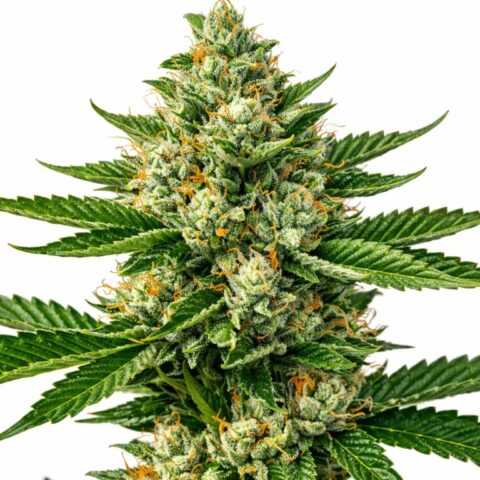 Super Jack cannabis seeds