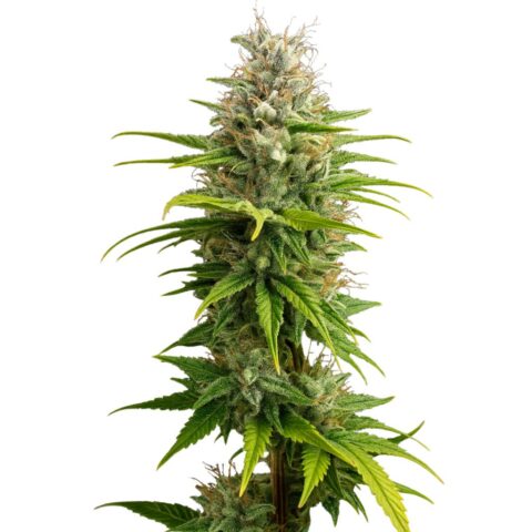 Super Kush Cannabis Seeds