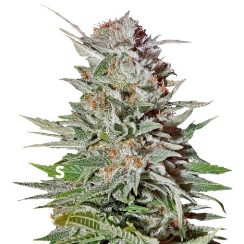 Super Lemon Haze Cannabis Seeds