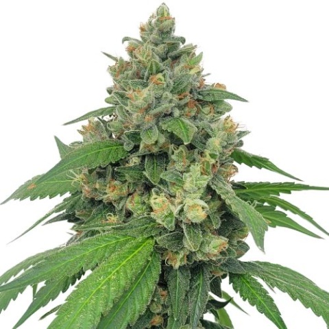 Super Sour Diesel Cannabis Seeds
