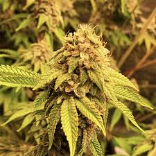 Superman OG trichomes