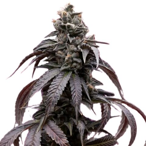 Sweet Berry Cannabis Seeds