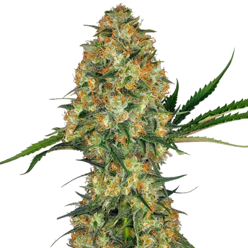 Sweet Nina Cannabis Seeds