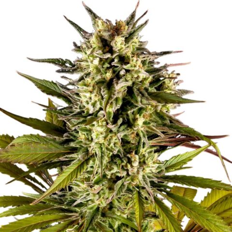 Sweet ZZ Cannabis Seeds