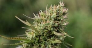 THC Bomb cannabis seeds