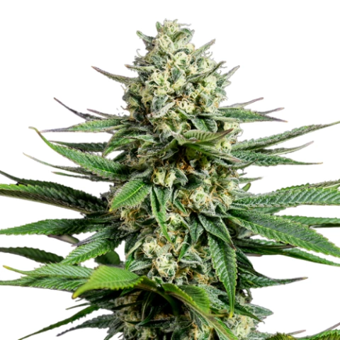 Tahoe OG Cannabis Seeds