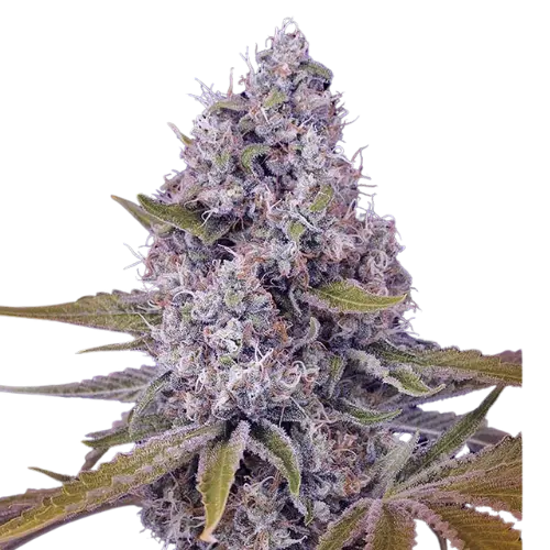 Tahoe OG Kush Cannabis Seeds