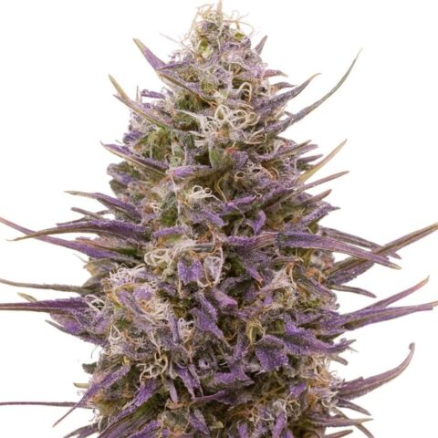 Tangerine Dream Cannabis Seeds