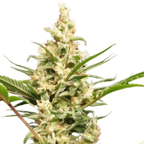 Tangerine Haze Cannabis Seeds