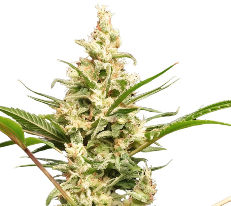 Tangerine Haze Cannabis Seeds
