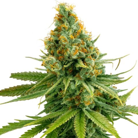 Tango cannabis seeds