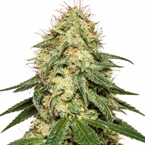 Tembo Kush cannabis seeds