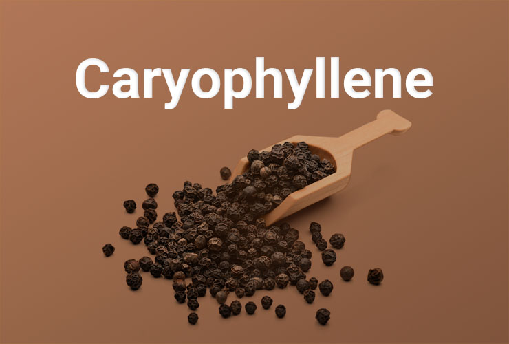 Terpene Caryophyllene