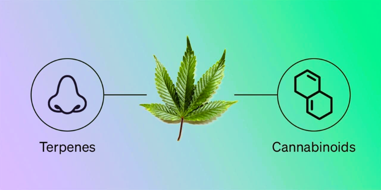 Terpenes vs Cannabinoids in Medical Cannabis