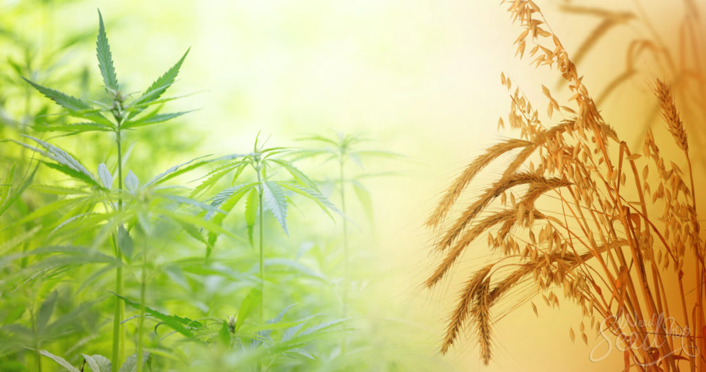 The 4 Benefits of Cover Crops for Cannabis WeedSeedShop 1024x540 1