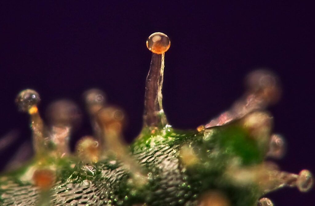 The Amber Trichome Stage Sedative and Anti Inflammatory Properties
