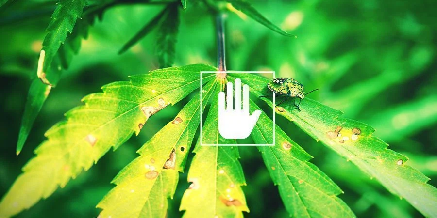 The Benefits of Foliar Spraying