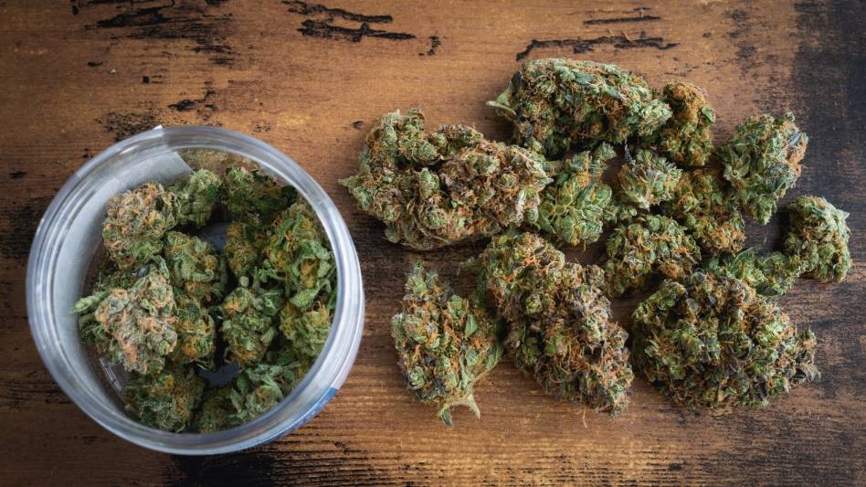 The Best Cannabis Strains for Massachusetts Cultivators