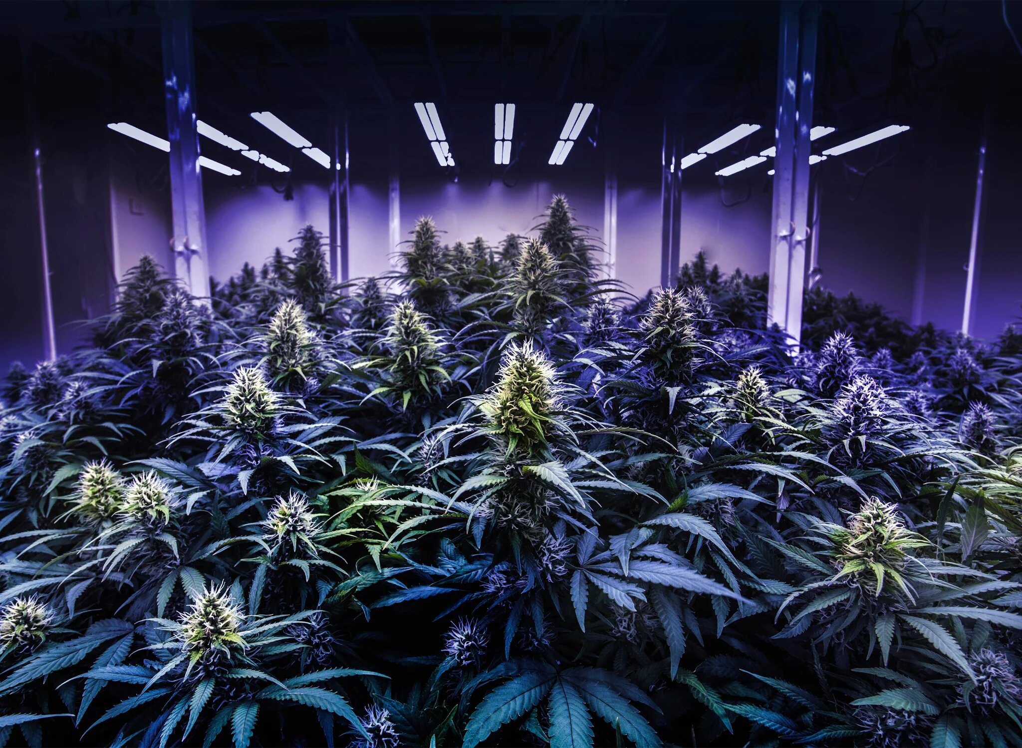 The Best Medical Strains to Grow in Illinois
