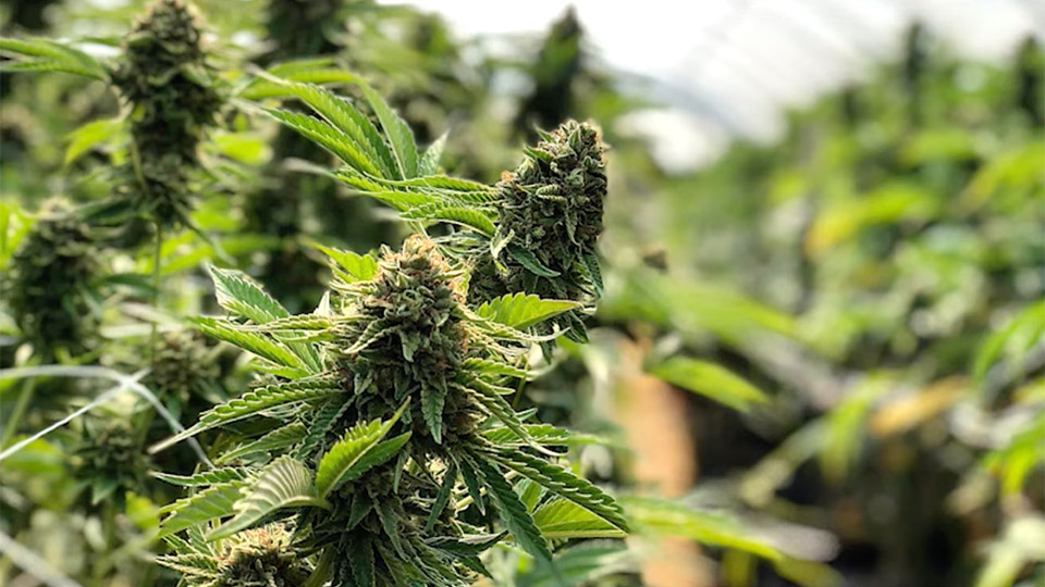 Buy Cannabis Seeds in Deer Lake