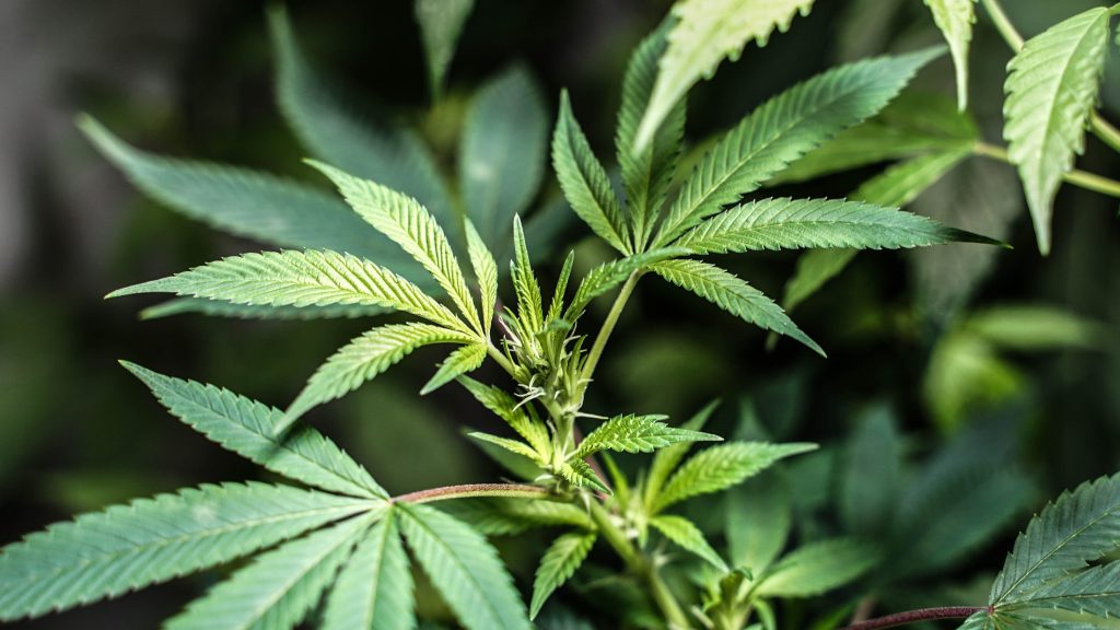 Buy Cannabis Seeds in Newark