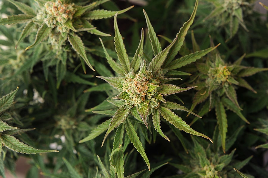 Buy Cannabis Seeds in Oshawa