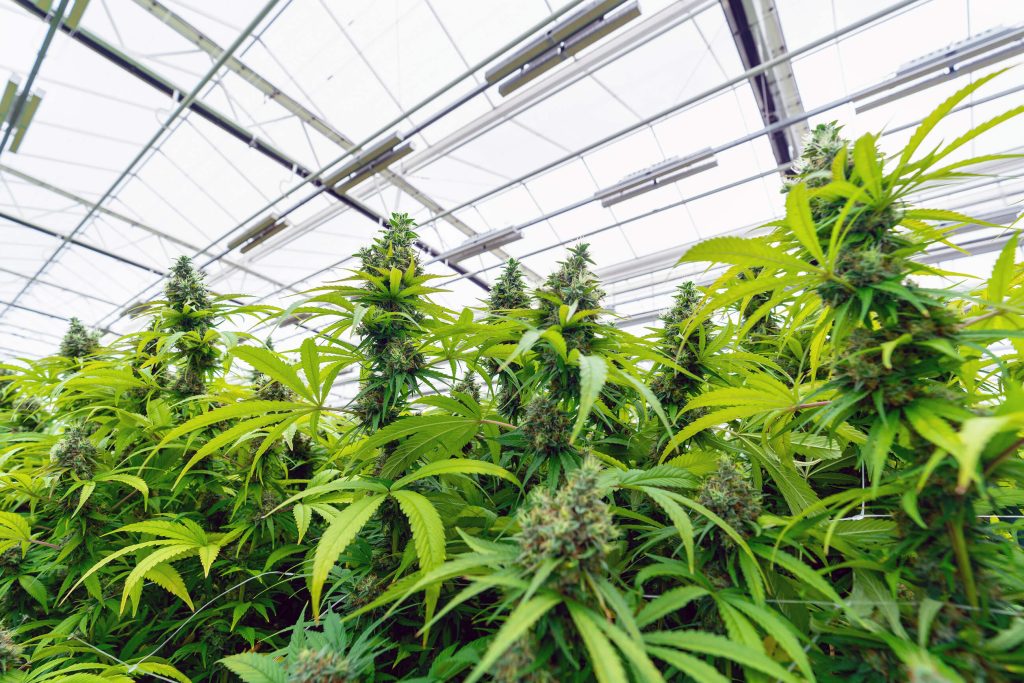 Buy Cannabis Seeds in Trois-Rivières