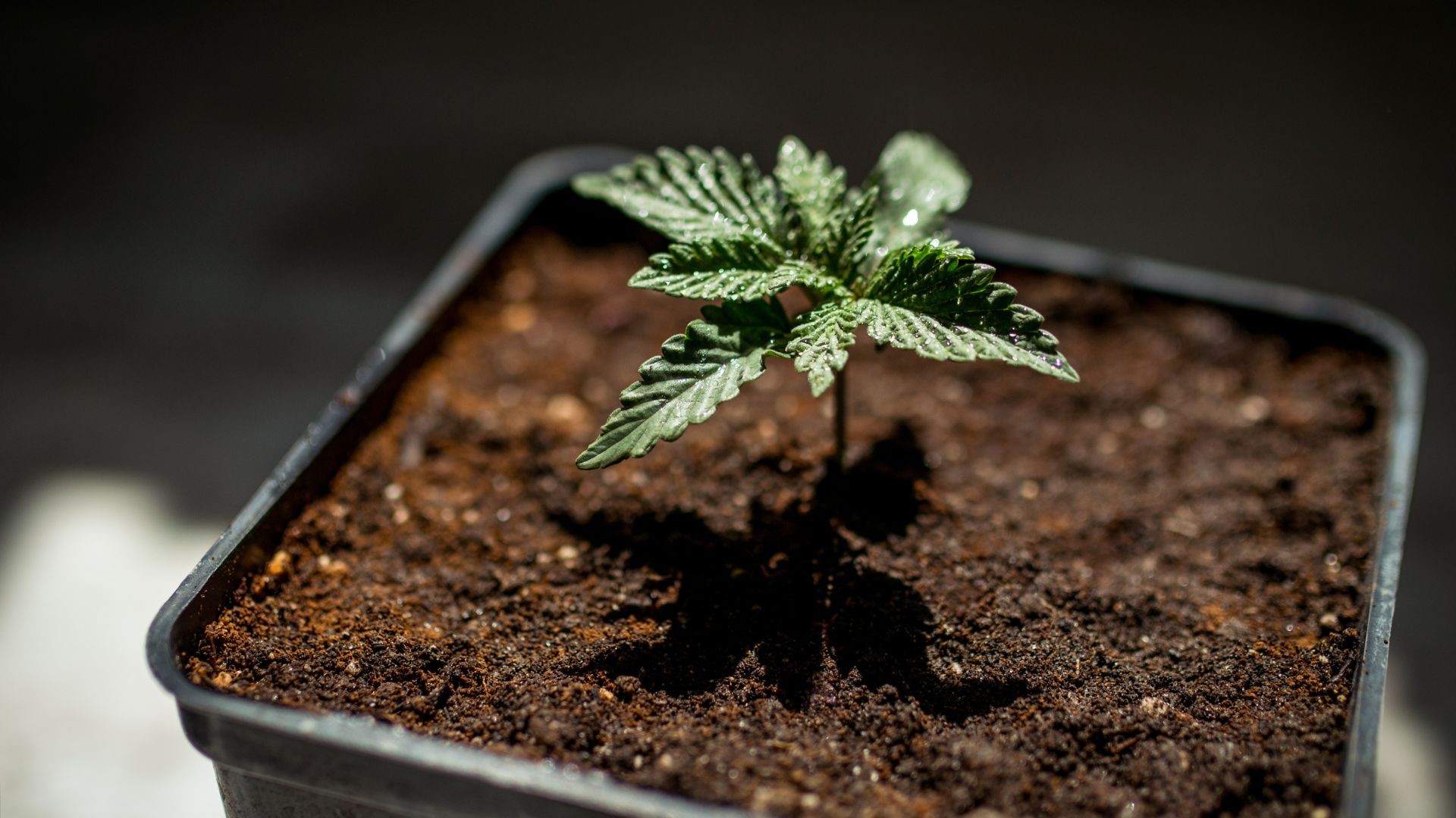 The Imperative of Labeling Cannabis Seedlings