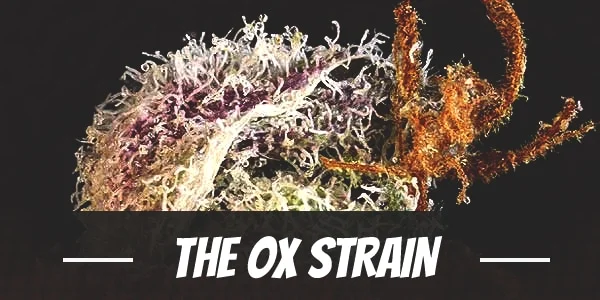 The Ox Strain.jpg