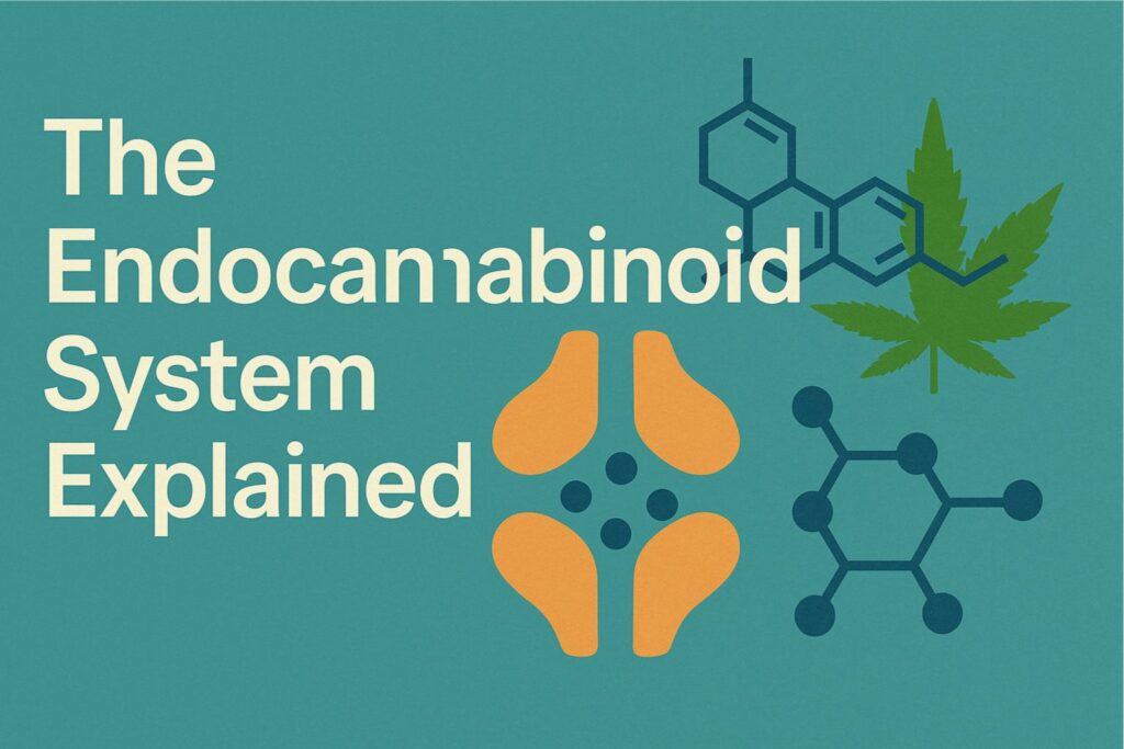 endocannabinoid system explained