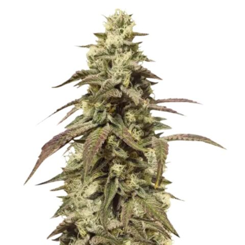 The OX Cannabis Seeds