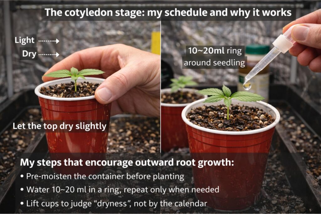 cotyledon stage watering schedule