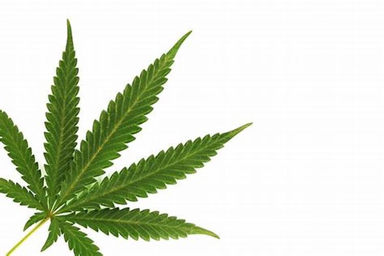 Tigermelon morphology