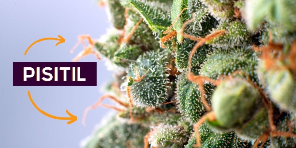 Timing the Harvest Based on Pistil Development