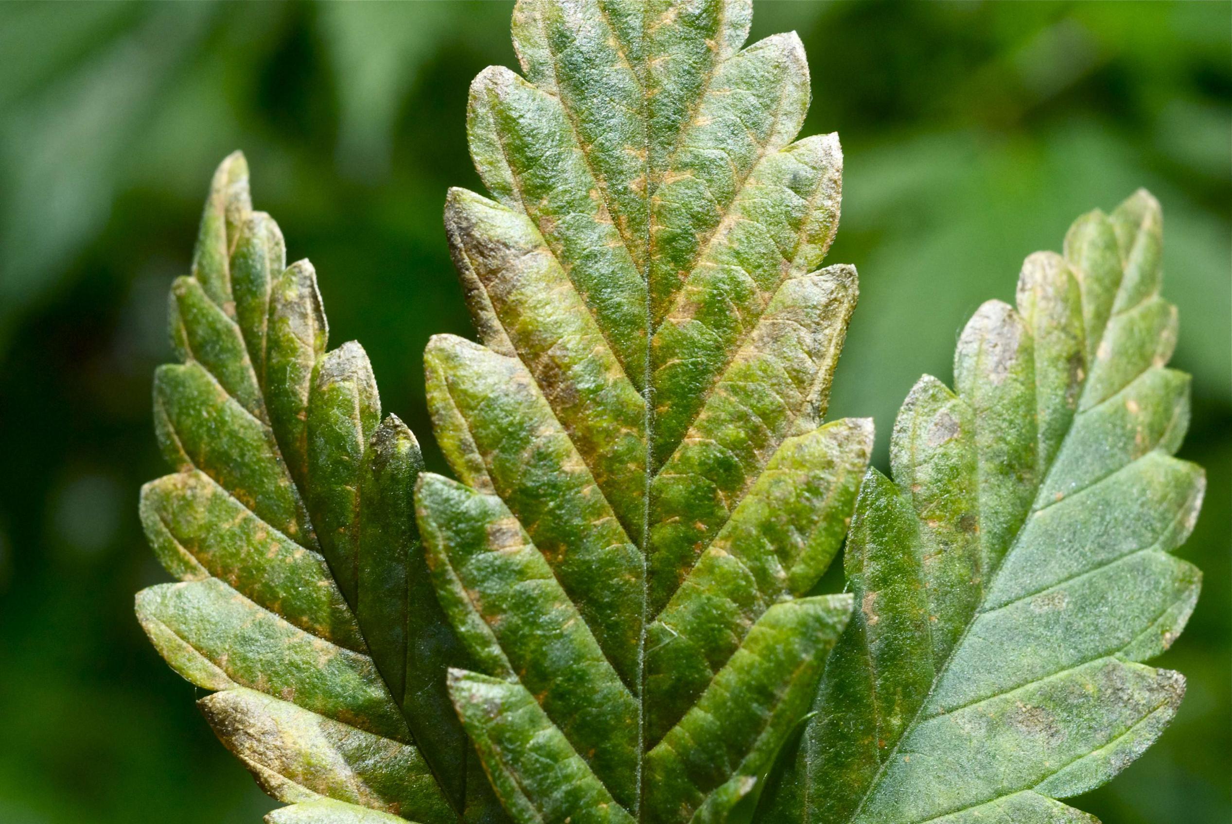 Tobacco Mosaic Virus in Cannabis Plants