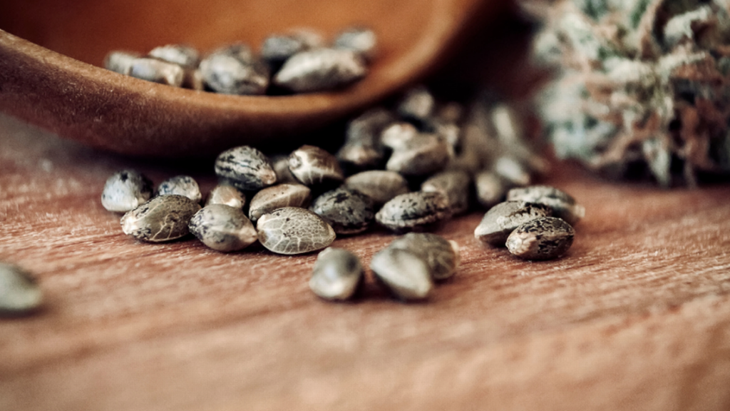 Top 10 Cannabis Seeds in Alaska