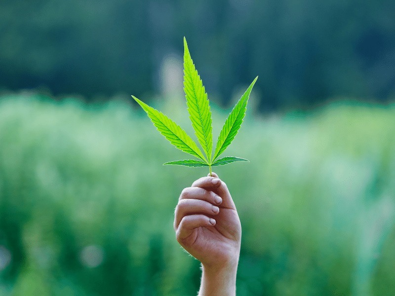 Top 10 Cannabis Seeds in Arizona