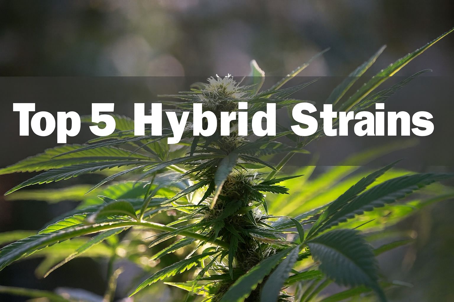 Best hybrid cannabis