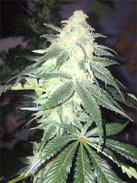 Training Day trichomes