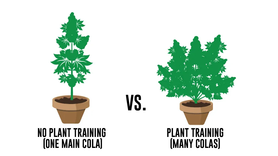 Training Techniques to Maximize Yield and Potency