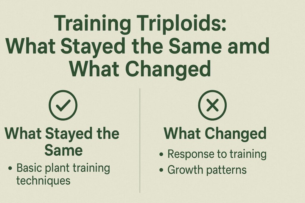 triploid autoflower development