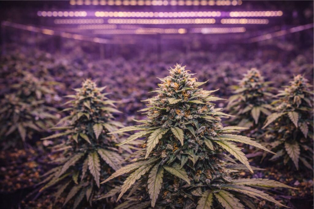 Trainwreck yield review