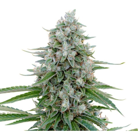 Trinity Cannabis Seeds