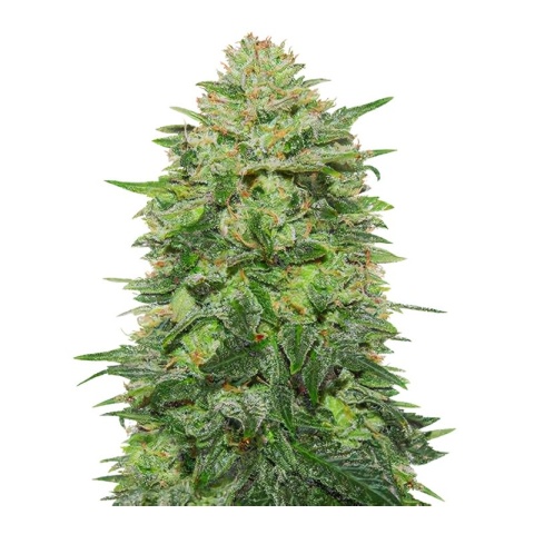 Triple Cheese Cannabis Seeds